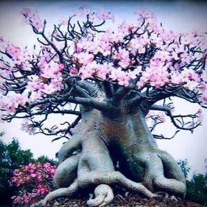 Meet your Posher, Adenium